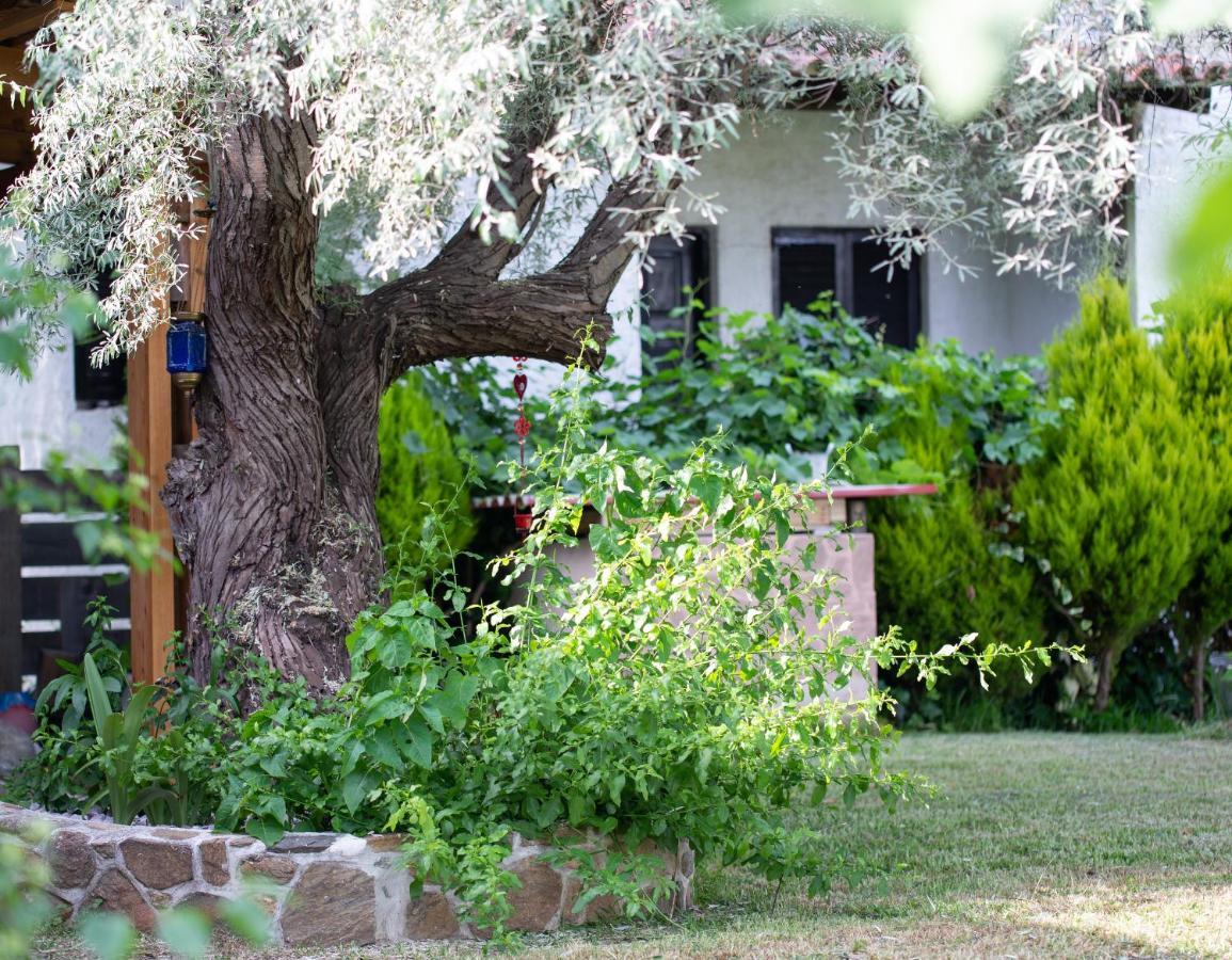 Villa Menie - Golden Fig Sykia Lodge Paralia Sikias Kültér fotó